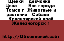 Щенки - девчонки › Цена ­ 2 - Все города, Томск г. Животные и растения » Собаки   . Красноярский край,Железногорск г.